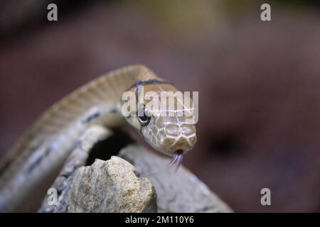 Primo piano ritratto di Ratsnake radiato - Coelognathus radiatus. Linguetta verso l'esterno Foto Stock