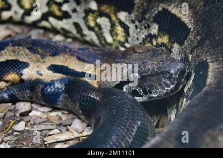 Primo piano ritratto di boa macinato in alagasia. Boa del Madagascar. Acrantophis madagascariensis Foto Stock