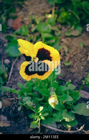 Pansy giallo fiori Foto Stock