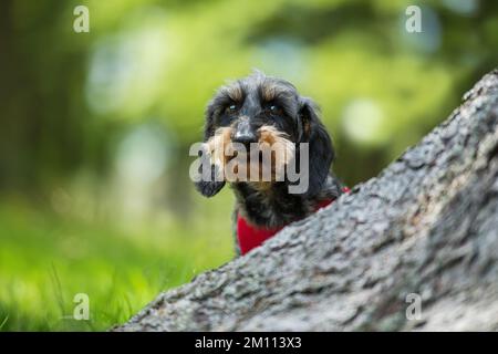 Cane Teckel in una foresta Foto Stock