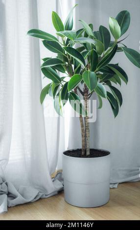 Decorazione di pianta della casa. Ficus elastica in una pentola grigia sul pavimento nel soggiorno Foto Stock