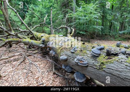 albero morto in foresta naturale è decomposto da funghi Foto Stock