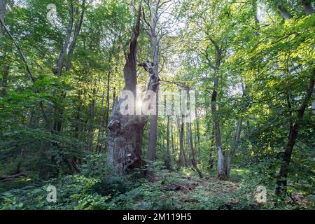 il sole serale splende attraverso il tronco di legno morto nella foresta naturale Foto Stock