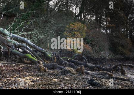 Albero caduto sulla spiaggia di Cornovaglia coperto di alghe Foto Stock