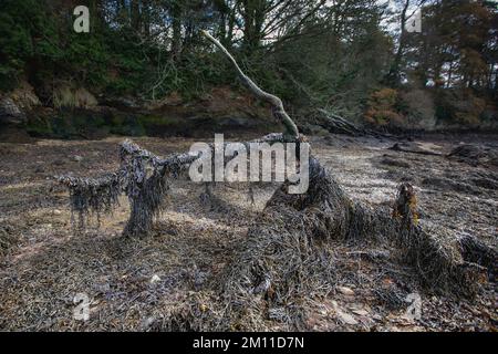 Driftwood, grande ramo d'albero su una spiaggia di Cornovaglia coperta di alghe Foto Stock