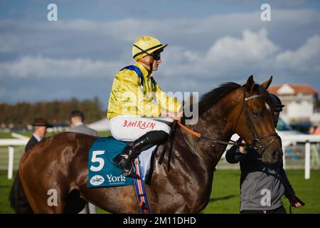 Jockey Tom Marquand su Garden Route prima di una gara a York Races. Foto Stock