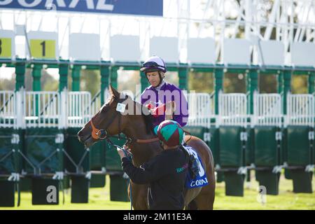 Jockey Pat Dobbs su Miami Girl alle corse di York. Foto Stock