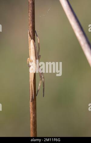 Gewöhnlicher Halmstrecker, Halmstrecker, Gras-Spinne, Grasspinne, Laufspinne, Weibchen, Tibellus oblongus, ragno erba, femmina, Laufspinnen, Philodro Foto Stock