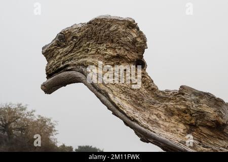 Vecchio albero marciume che assomiglia ad un mostro preistorico Foto Stock