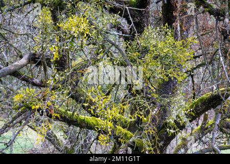 Mistletoe europeo . Europäische Mistel . Album Viscum Foto Stock