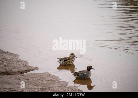 Coppia di Anas crecca, teal. Sul fiume a Devon, Regno Unito. Foto Stock