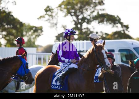 Jockey Pat Dobbs su Gisburn alle corse di York. Foto Stock