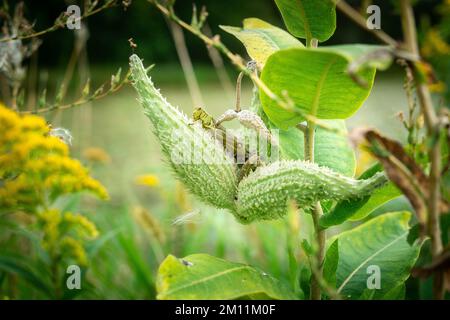 Un primo piano di grasshopper su verde pianta comune da latte, in giardino Foto Stock