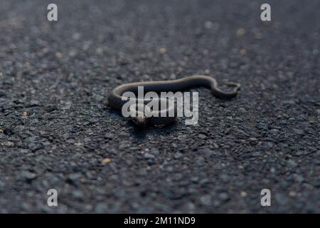 Serpente velenoso, baby adder in autunno su una pista ciclabile nella foresta Foto Stock