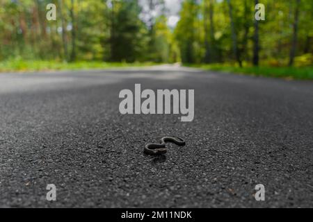 Serpente velenoso, baby adder in autunno su una pista ciclabile nella foresta Foto Stock