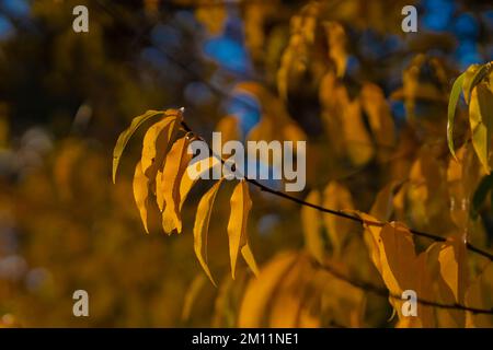 Giovane albero deciduo in autunno con foglie giallastre scolorite, bassa profondità di campo, bokeh fuzzy Foto Stock