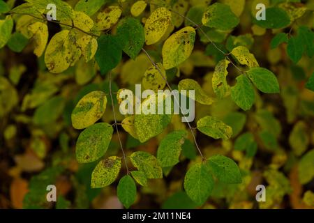 Giovane albero deciduo in autunno con foglie leggermente verdi e giallastre scolorite Foto Stock