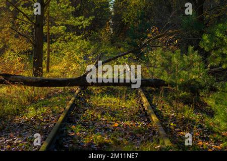 Vecchi binari ferroviari inutilizzati nella foresta, albero caduto si trova sui binari Foto Stock