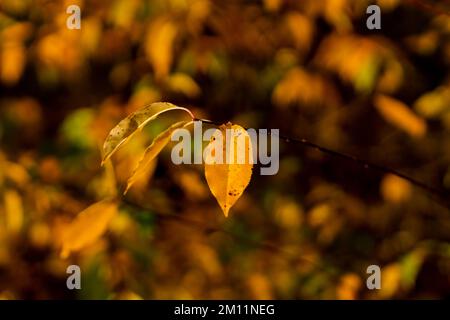 Giovane albero deciduo in autunno con foglie leggermente giallastre scolorite Foto Stock