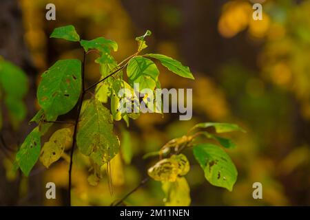 Giovane albero deciduo in autunno con foglie leggermente verdi e giallastre scolorite Foto Stock
