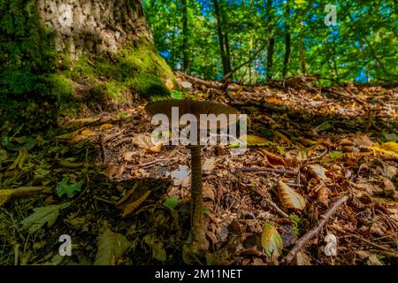 Grande fungo velenoso in autunno nella foresta, non commestibile Foto Stock