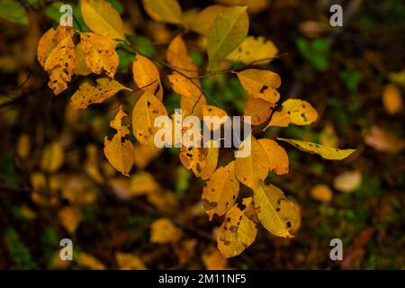 Giovane albero deciduo in autunno con foglie leggermente giallastre scolorite Foto Stock
