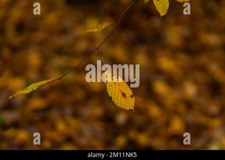 Ultime foglie scolorite in autunno su un giovane faggio, profondità di campo molto bassa, nitidezza selettiva, bokeh fuzzy Foto Stock