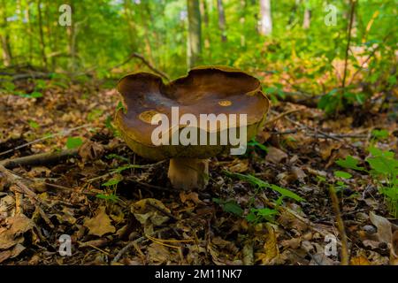 Gigantesco fungo di castagno commestibile in autunno nel bosco Foto Stock