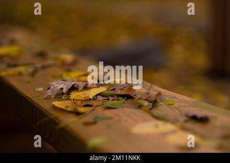 Foglie autunnali giacciono su una panca di legno, profondità di campo molto bassa, nitidezza selettiva, bokeh fuzzy Foto Stock