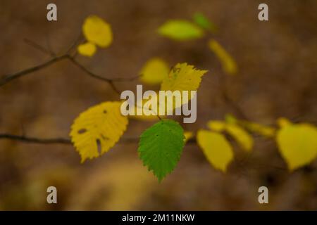 Singola foglia verde in autunno tra molte foglie gialle-scolorite su un albero deciduo giovane, profondità di campo estremamente bassa, nitidezza selettiva, bokeh sfocato Foto Stock