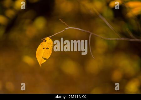 Singola foglia giallastra scolorita in autunno su un albero deciduo, profondità di campo estremamente bassa, nitidezza selettiva, bokeh sfocato Foto Stock