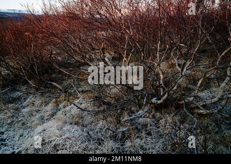 Brekkuskógur, paesaggi e primi piani al gelo Foto Stock
