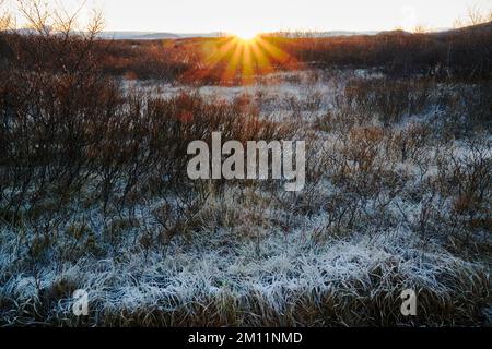 Brekkuskógur, paesaggi e primi piani al gelo Foto Stock