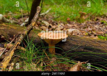 Fungo velenoso, pericoloso fungo non commestibile in autunno nella foresta Foto Stock