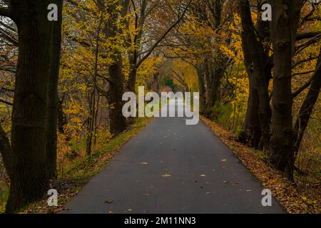 Percorso ciclabile in autunno, lungo il percorso grandi querce con foglie colorate, paesaggio autunnale Foto Stock