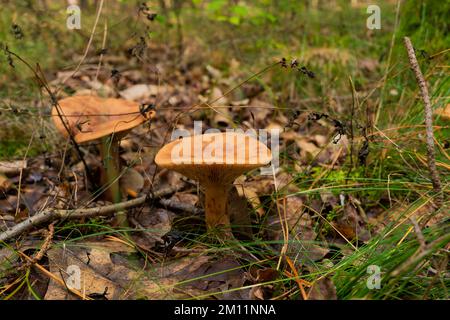 Fungo velenoso, pericoloso fungo non commestibile in autunno nella foresta Foto Stock