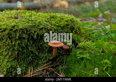 Funghi velenosi, piccoli funghi velenosi castani nella foresta in autunno Foto Stock