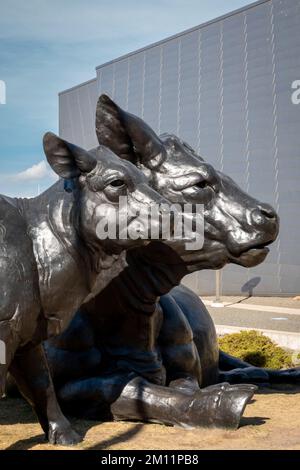 La scultura scozzese "Scottish Angus Cow & Calf" del 2003 di Dan Ostermiller, il Denver Art Museum (DAM), Denver, Colorado, USA Foto Stock