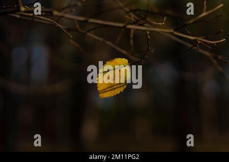 Singola foglia gialla scolorita in autunno su un faggio, profondità di campo bassa, bokeh sfocato, nitidezza selettiva Foto Stock