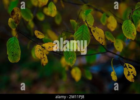 Alcune foglie giallastre scolorite e buie in autunno su un albero deciduo, foglie rude, profondità di campo poco profonda, bokeh sfocato Foto Stock