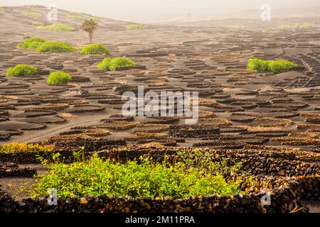 Paesaggio originale di vigneti nella regione vinicola di la Geria a Lanzarote nelle Isole Canarie in Spagna Foto Stock