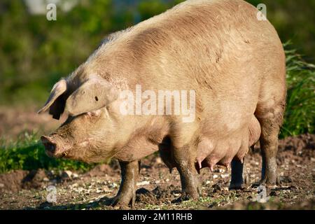 Semina in una fattoria a Norfolk, Inghilterra Foto Stock