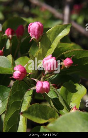 Fiore di mela di granchio "Sentinel Rosso" Malus Sylvestris Foto Stock