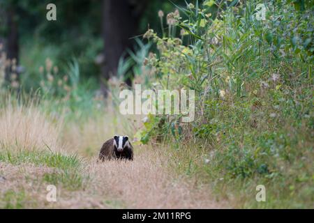 Badger (Meles meles) su un percorso sul campo, estate, Assia, Germania, Europa Foto Stock