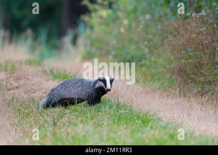 Badger (Meles meles) su un percorso sul campo, estate, Assia, Germania, Europa Foto Stock