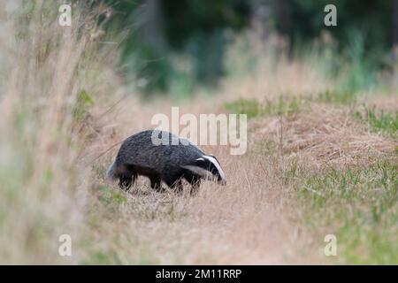 Badger (Meles meles) su un percorso sul campo, estate, Assia, Germania, Europa Foto Stock