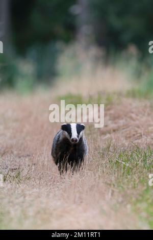 Badger (Meles meles) su un percorso sul campo, estate, Assia, Germania, Europa Foto Stock