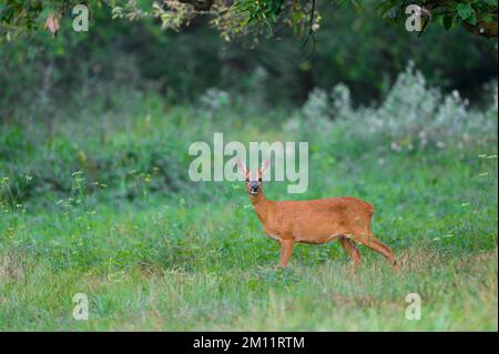Capriolo (Capreolus capreolus) su un prato, estate, Assia, Germania, Europa Foto Stock