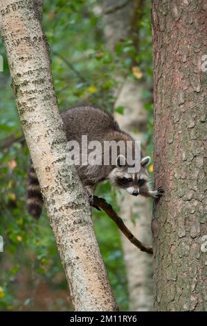 Raccoon (Procyon Lotor) arrampicata su un albero, estate, Assia, Germania, Europa Foto Stock