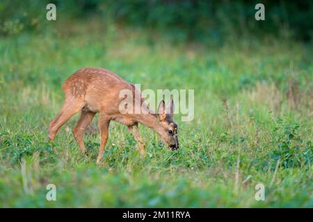 Pascolo in un prato, Capreolo capreolo, estate, agosto, Assia, Germania, Europa Foto Stock